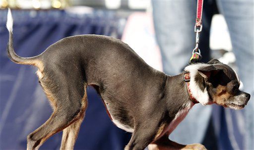 2010 winner: Princess Abby